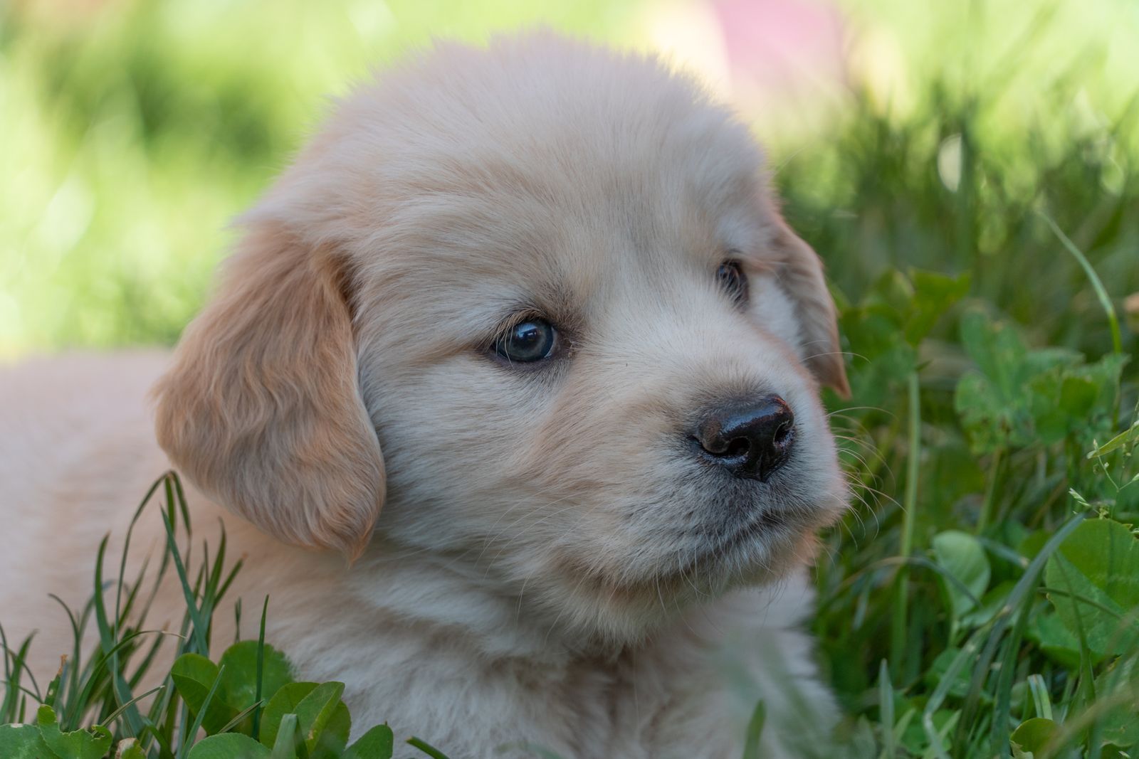 Golden pup