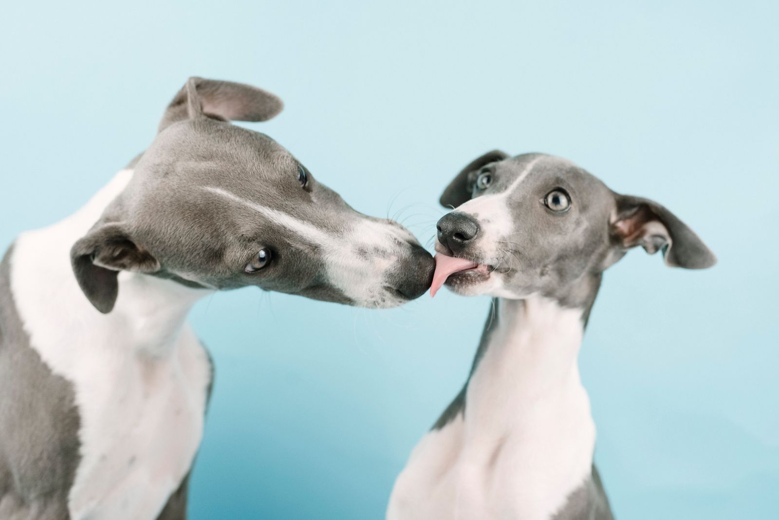 Whippet pup