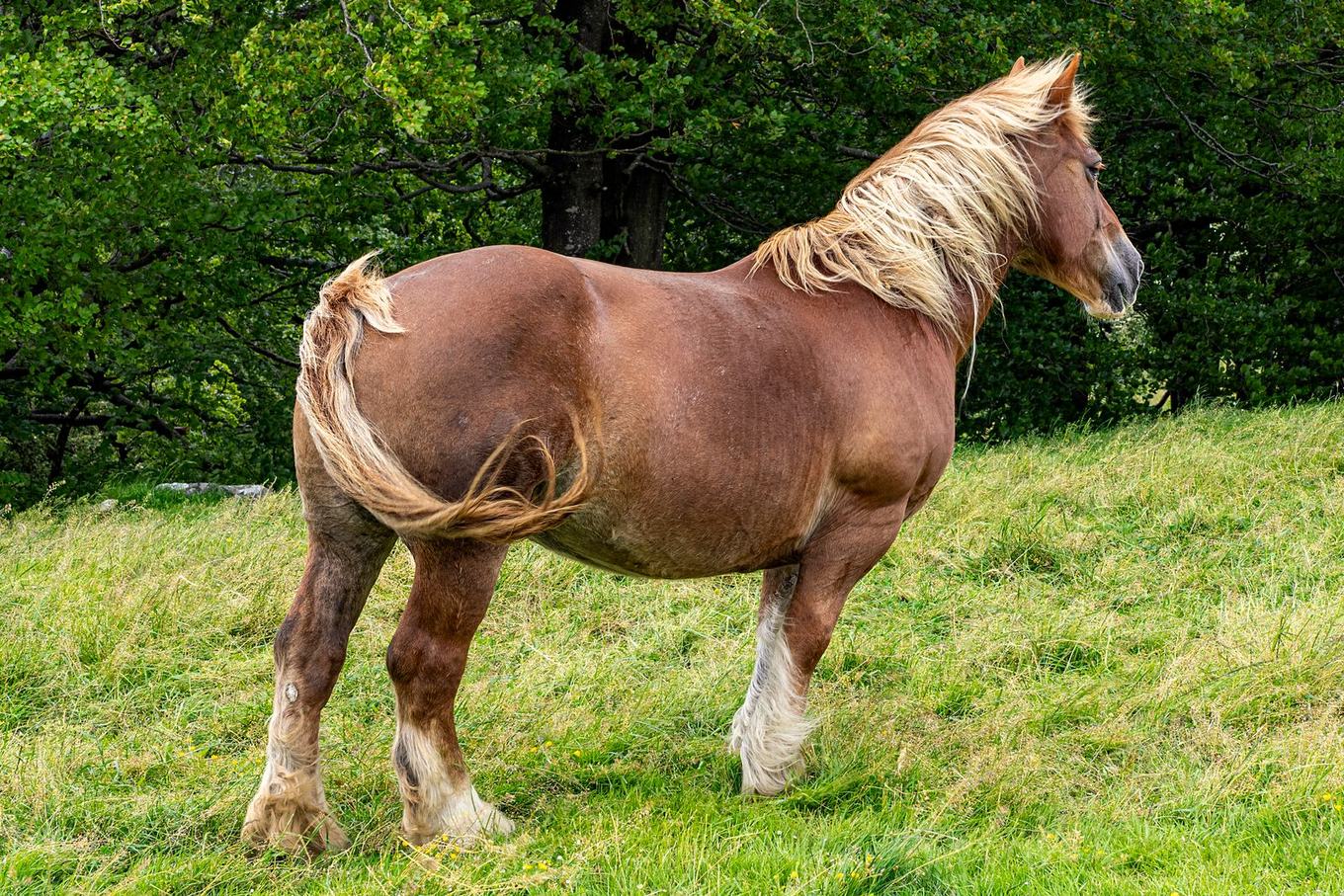 Horse, pasture