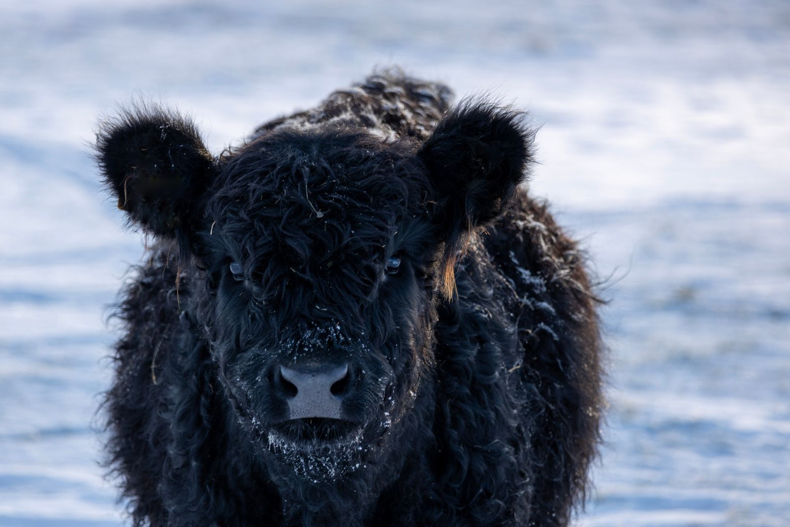 Angus bull