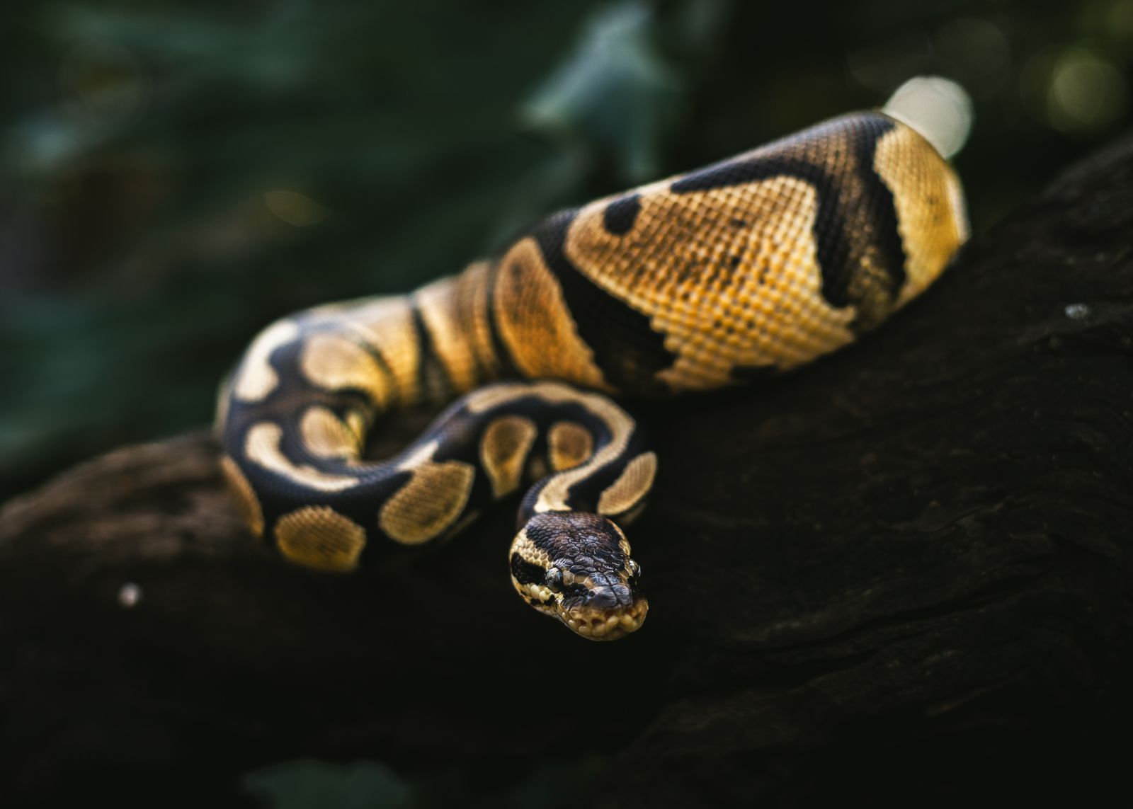 Ball python