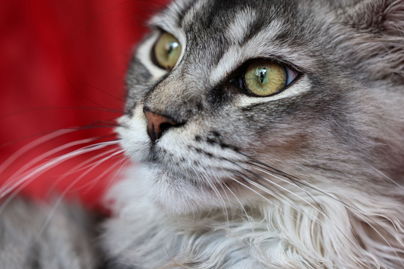 Maine coon