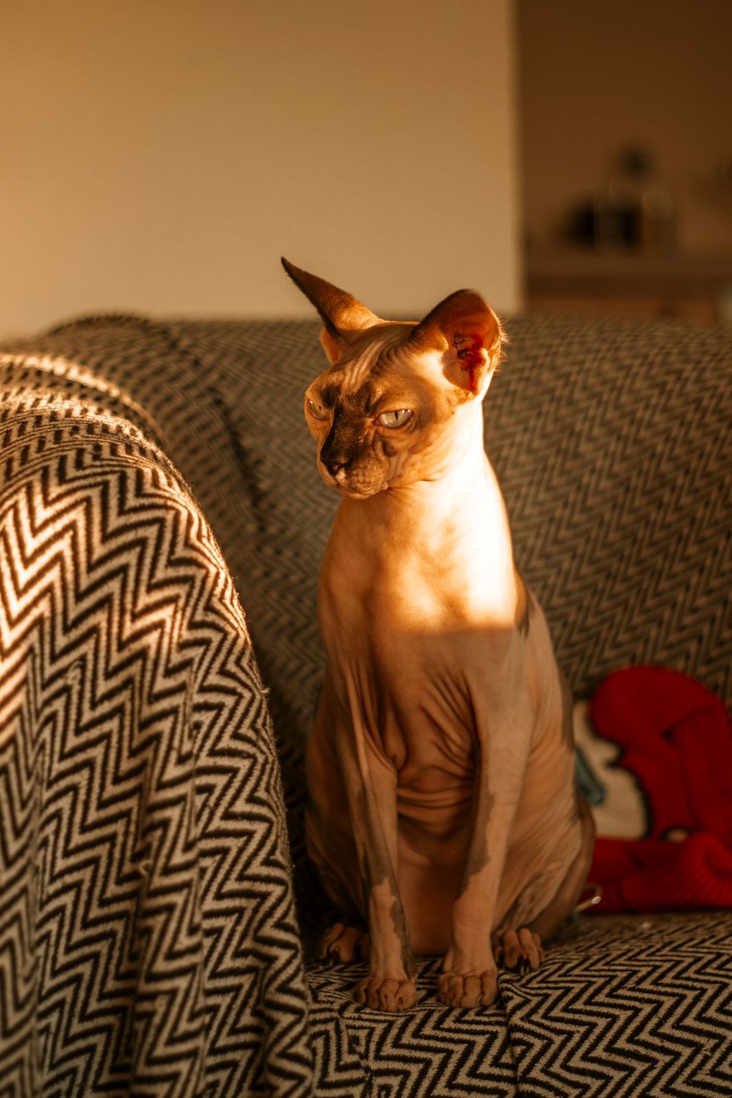 Sphynx