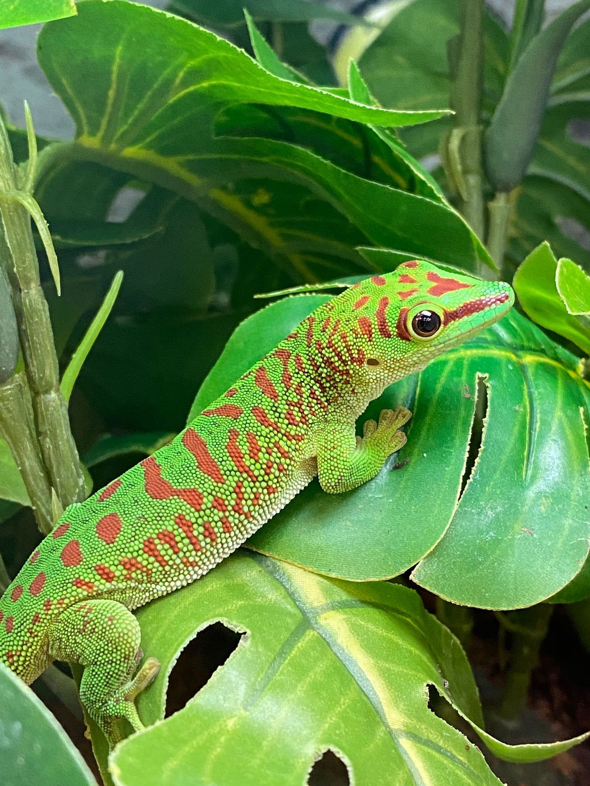 Gecko